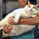 Image for article titled Study Suggests Your Fat Pet Is Stress-Eating Because of Your Bullshit
